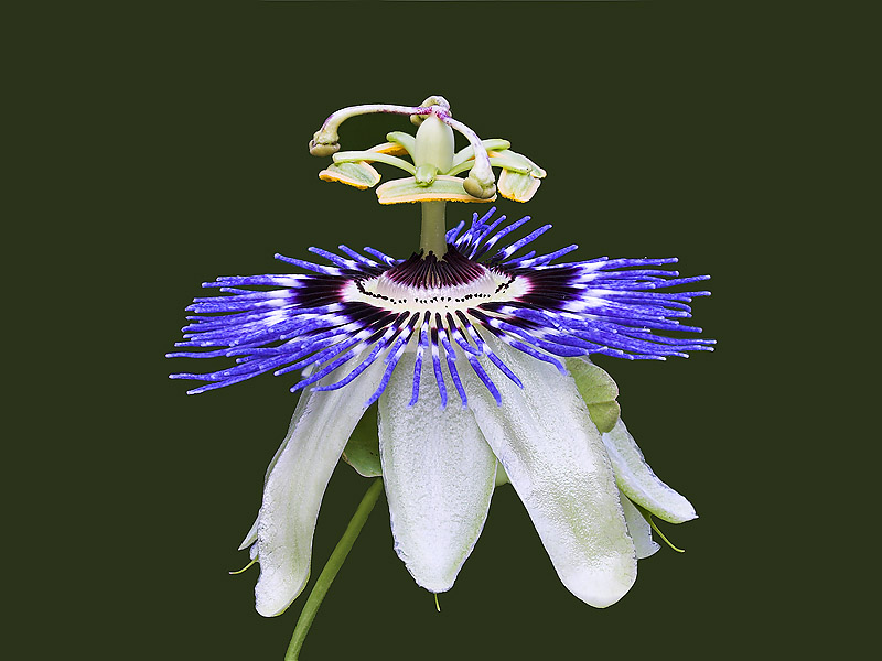 Passionflower