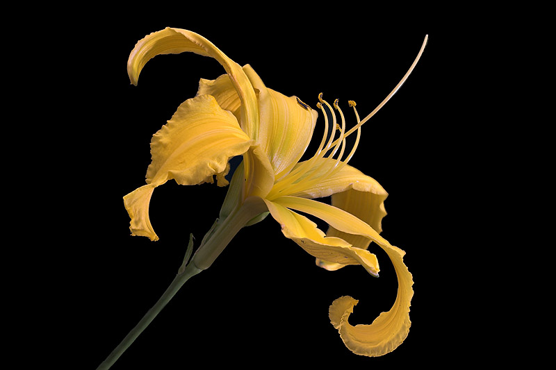 Daylily Spider DB