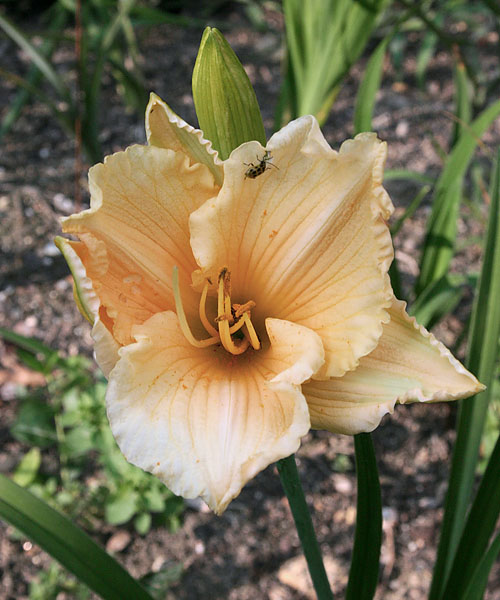 Daylily Cream DB