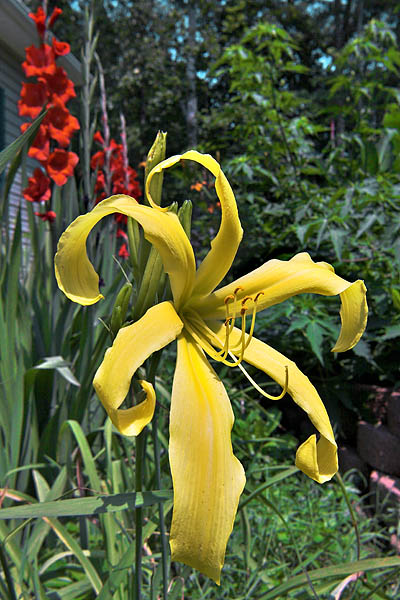 Daylily - Lacy Marionette