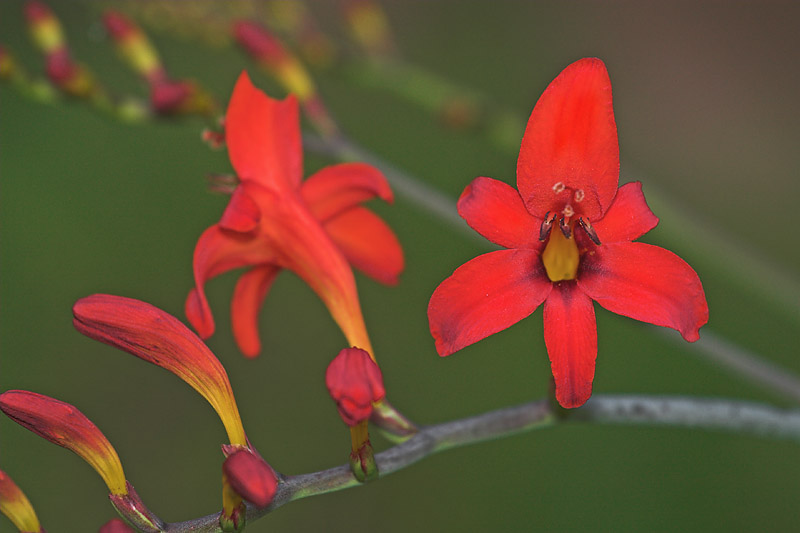 Crocosmia Lucifer