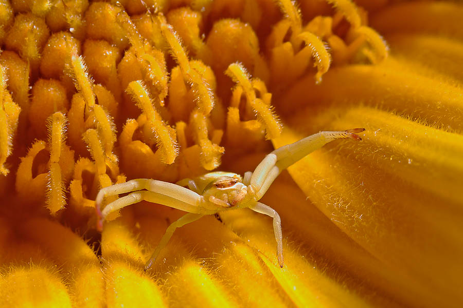Crab Spider on Sunflower