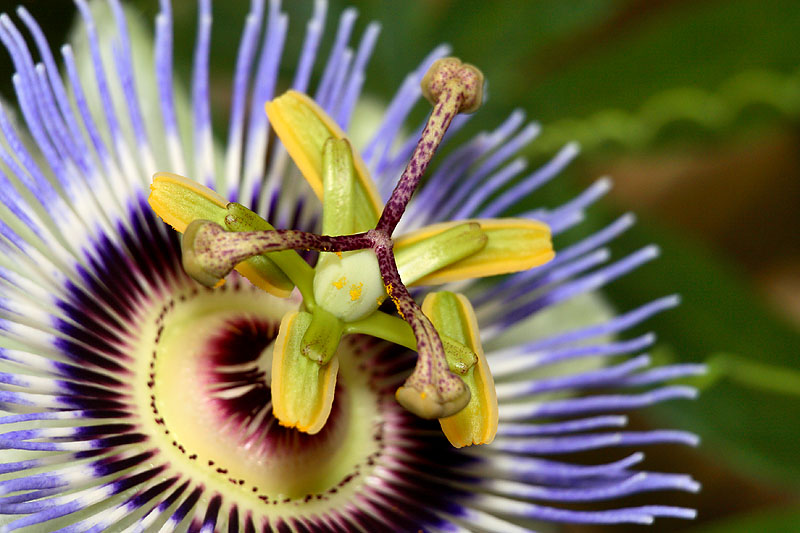 Passion Flower