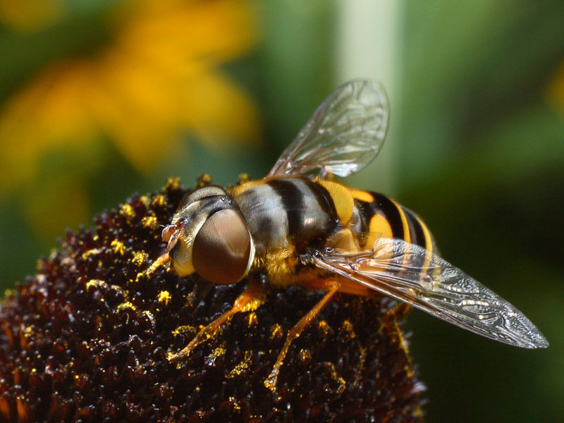 Syrphid Fly