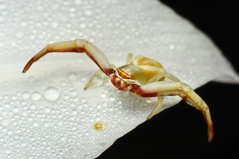 Crab Spider