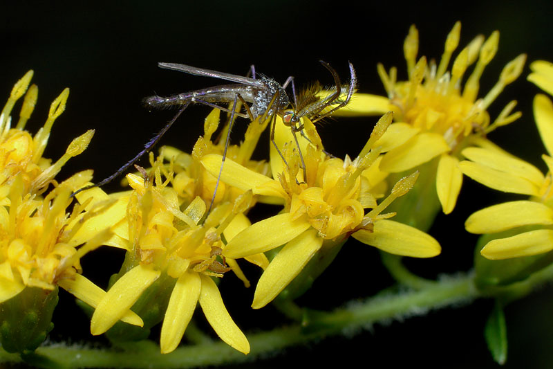 Male Mosquito- Psorophora ferox