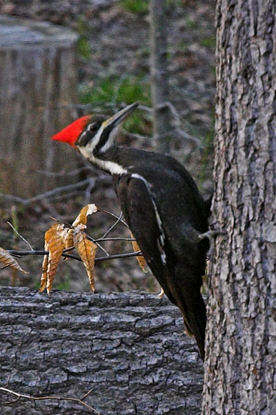 Piliated Woodpecker - female