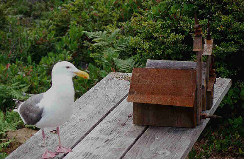Gull Birdhouse