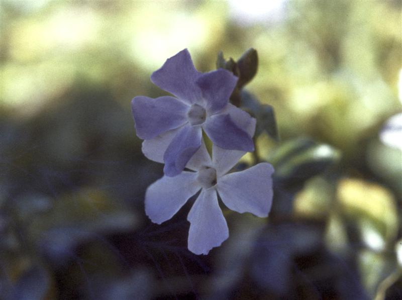 Periwinkle