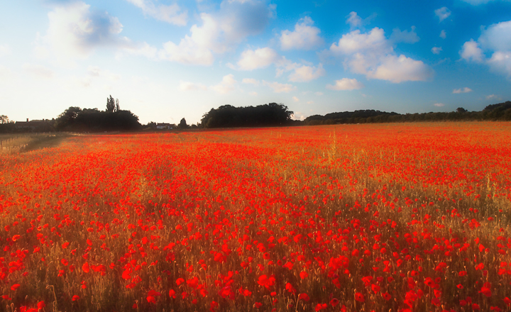 Poppyland