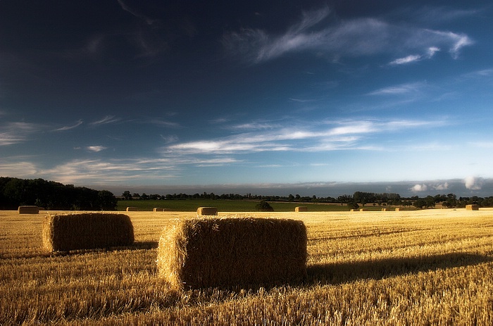 After The Harvest