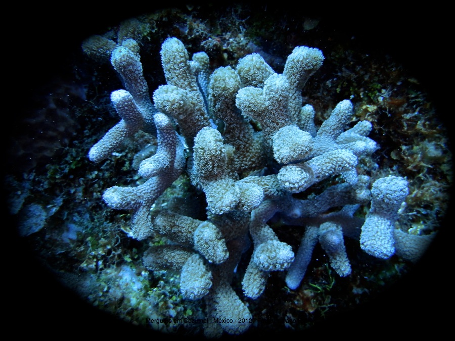 Foto feita em Cozumel ( Mergulho SCUBA )