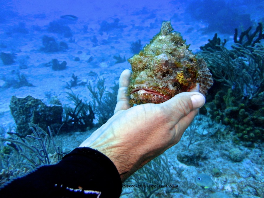 Peixe Escorpio