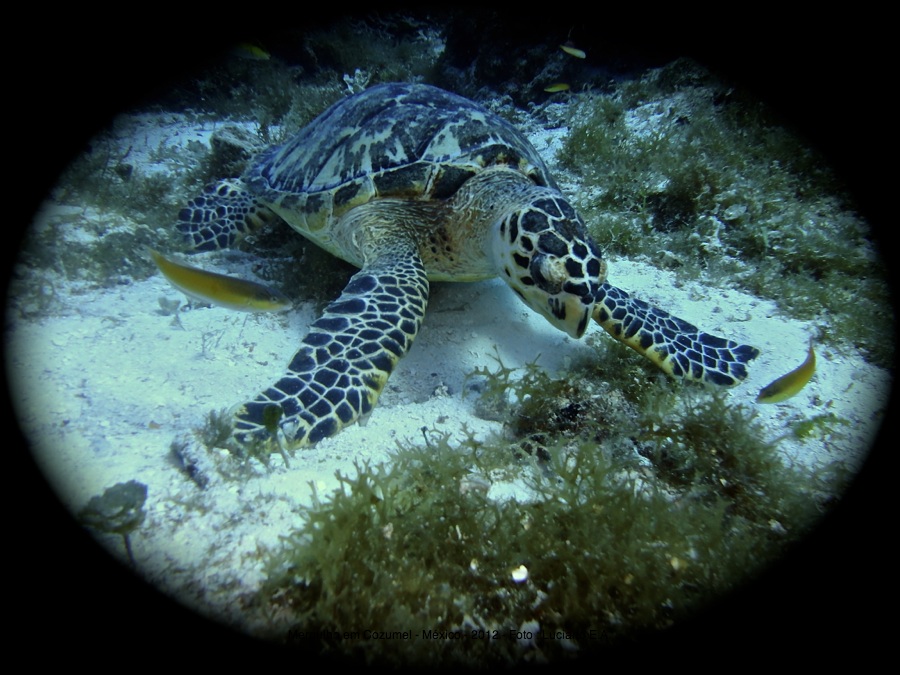 Foto feita em Cozumel ( Mergulho SCUBA )