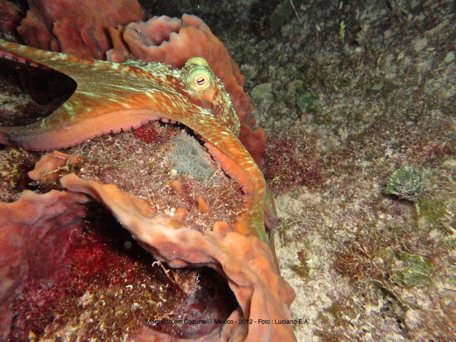 Foto feita em Cozumel ( Mergulho SCUBA )