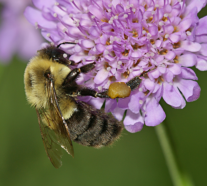Downunder Bee .jpg
