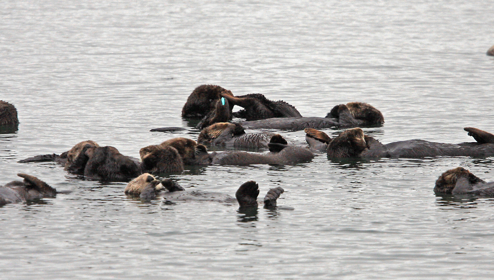 Sea Otter