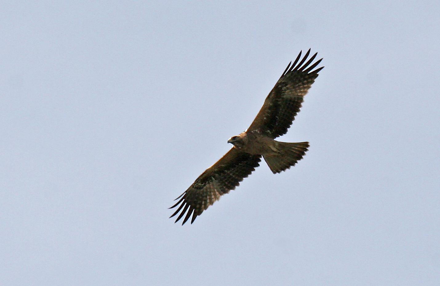 Booted Eagle