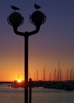 Gulls at rest.jpg