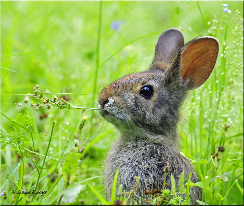 Baby Rabbit