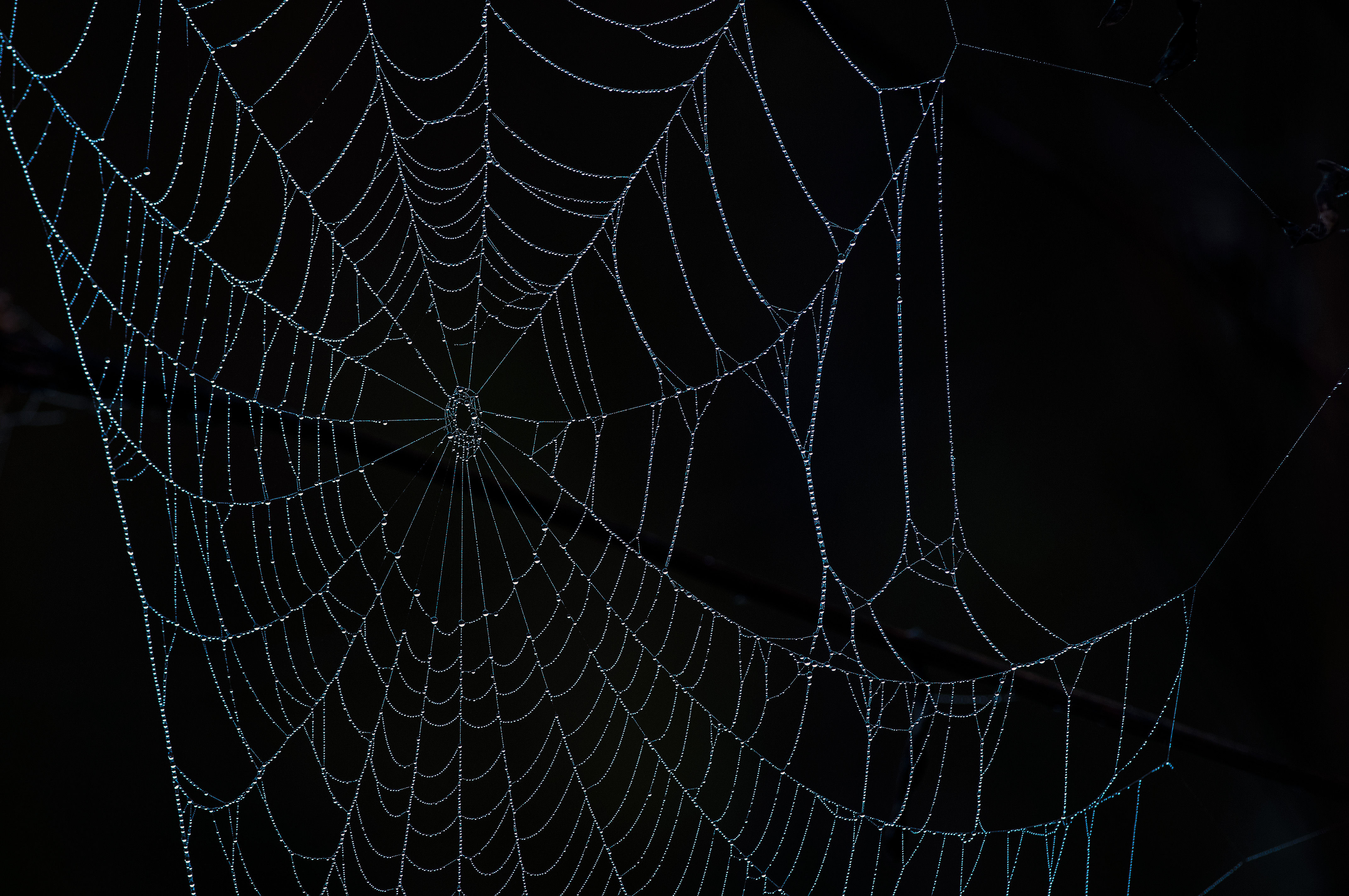 Spider Web With Droplets.jpg