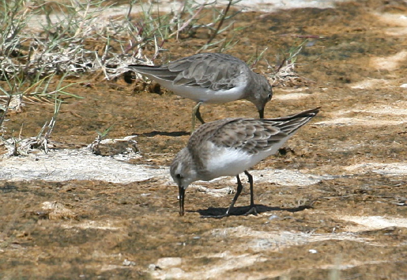 Dunlin