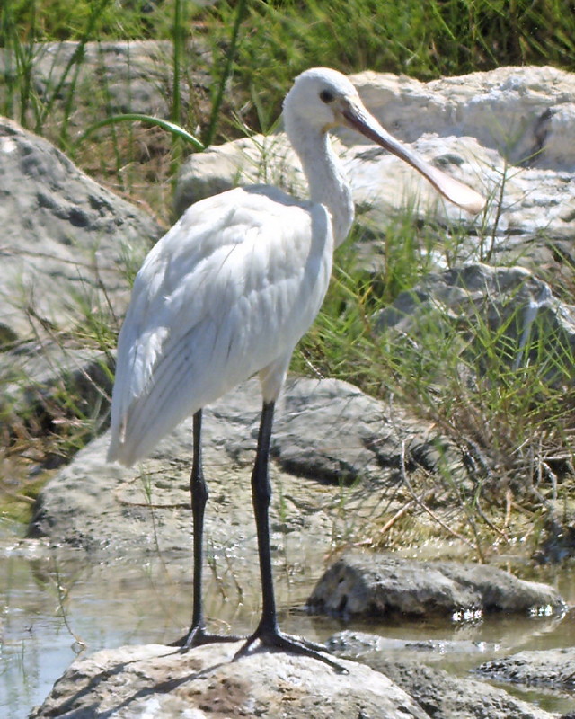 Eurasian Spoonbill