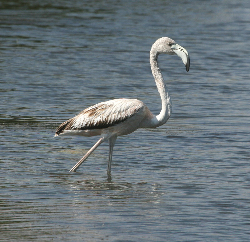 Greater Flamingo