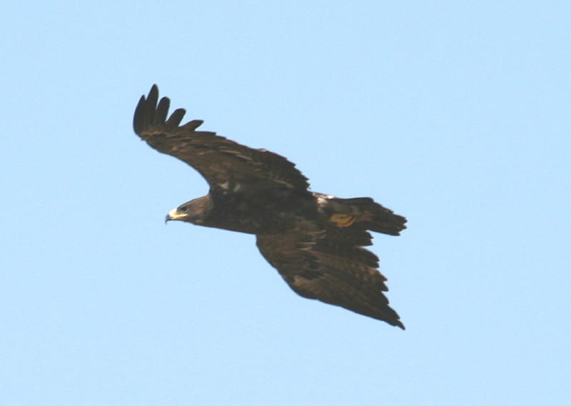 Steppe Eagle