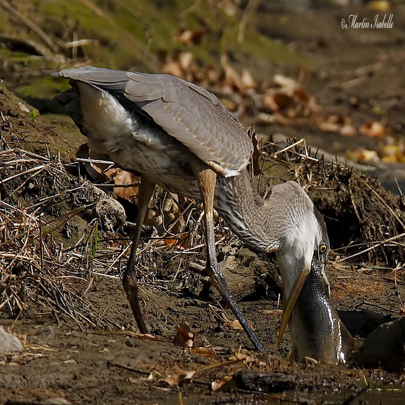 _MG_7737 grand heron drville.jpg