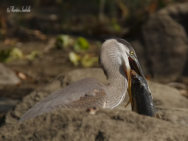 _MG_7742 grand heron drville.jpg