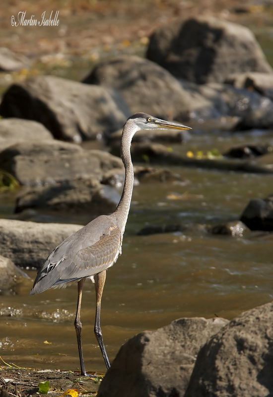 _MG_7756 grand heron drville.jpg