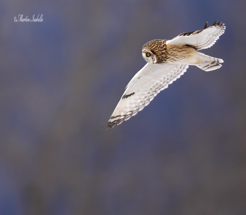 _MG_5927 Hibou des marais Amqui .jpg