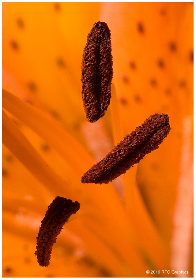 Anthers