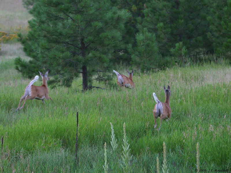 Deer on the run