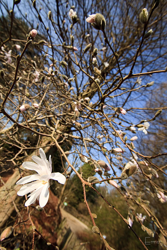 Magnolia