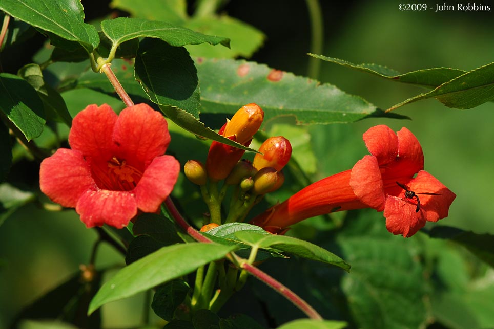 Trumpet Creeper