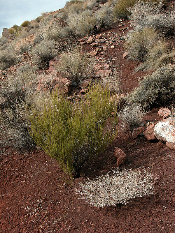 Titus Canyon Flora