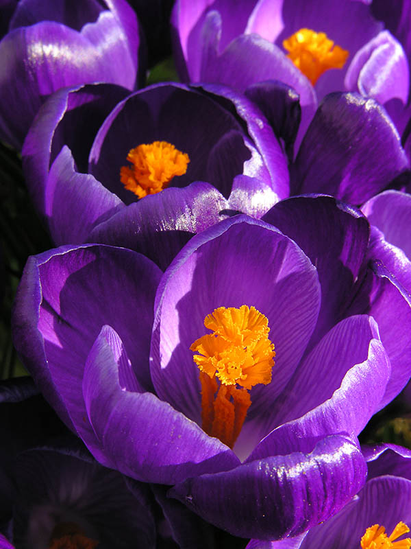 Crocus