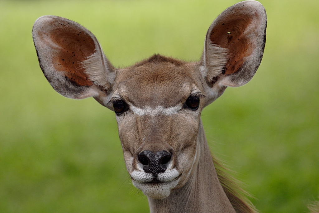 Greater Kudu