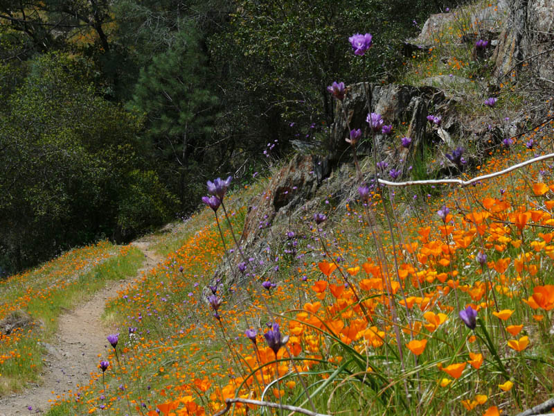 Trail to Hite Cove