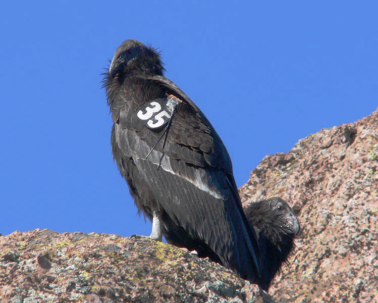 California Condor