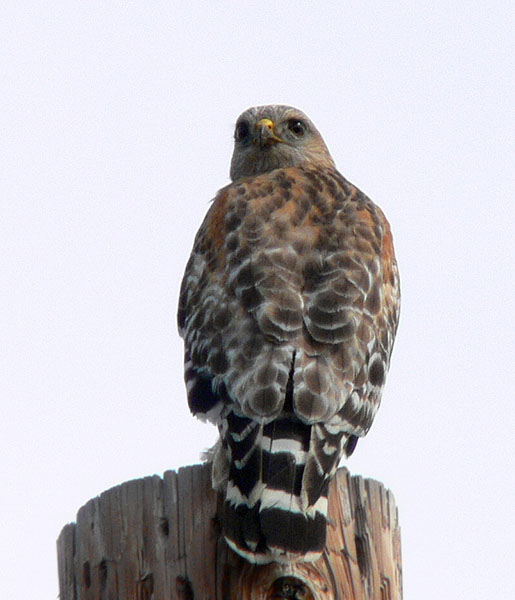 Red-shouldered hawk