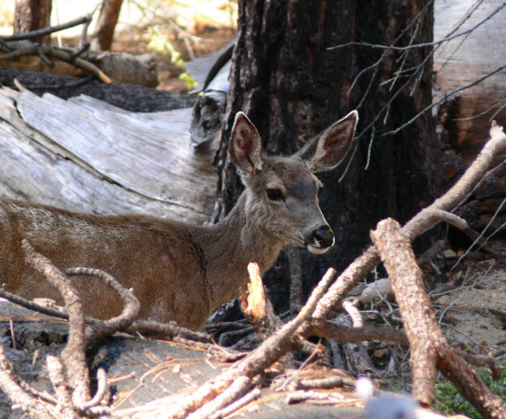 Deer having breakfast