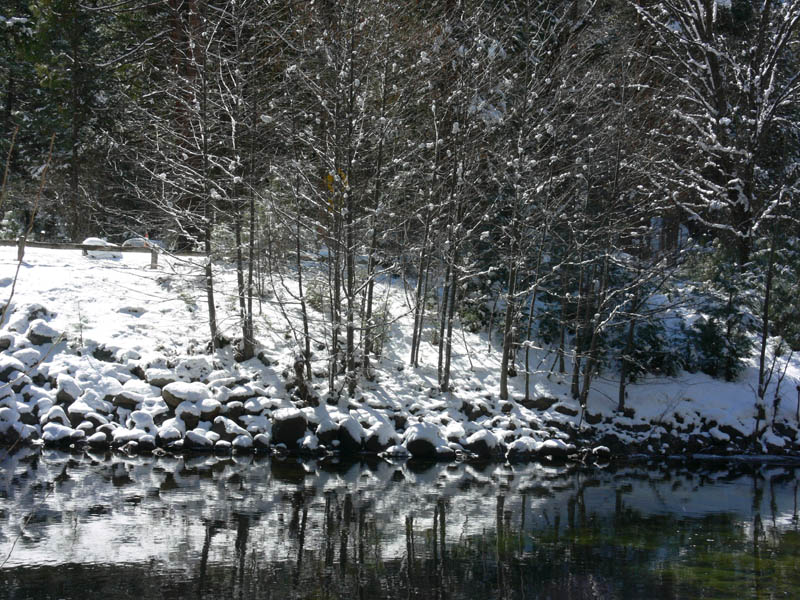 River and trees