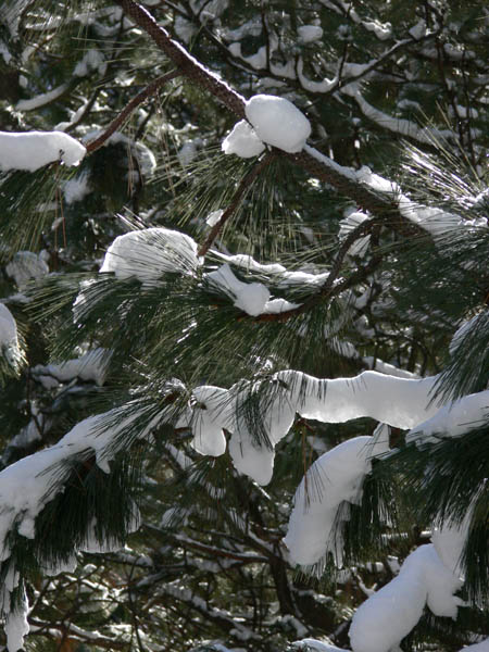 Branches