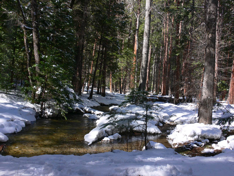 Yosemite Creek and trees