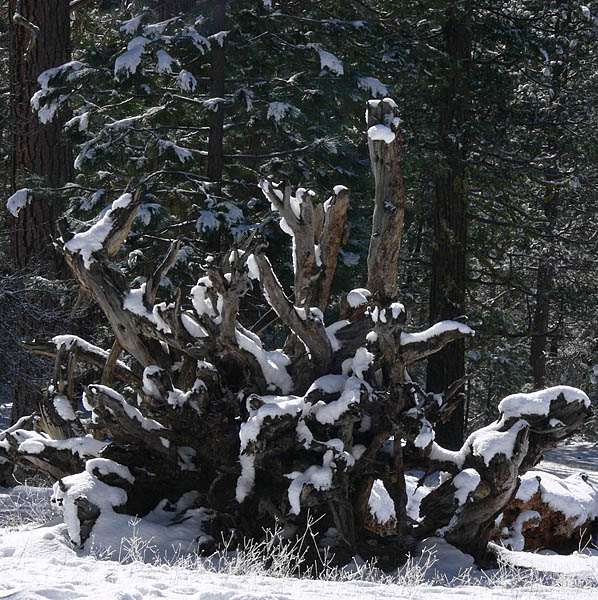 Roots