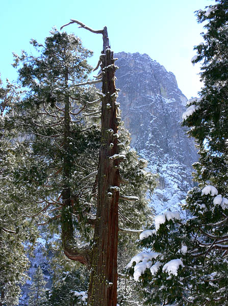 Tree and Sentinel Rock