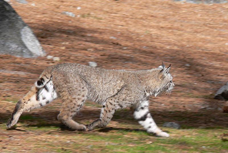 Bobcat!